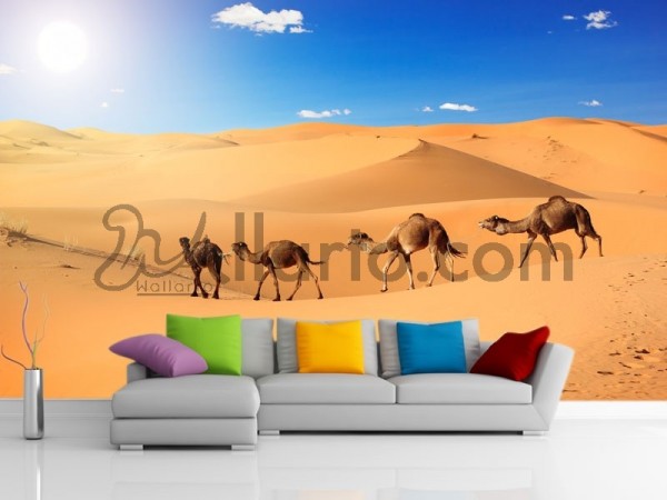 Desert per square meter